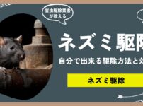 【保存版】ネズミ駆除方法まとめ！自分で出来る駆除方法と、ネズミを見ないための対策方法