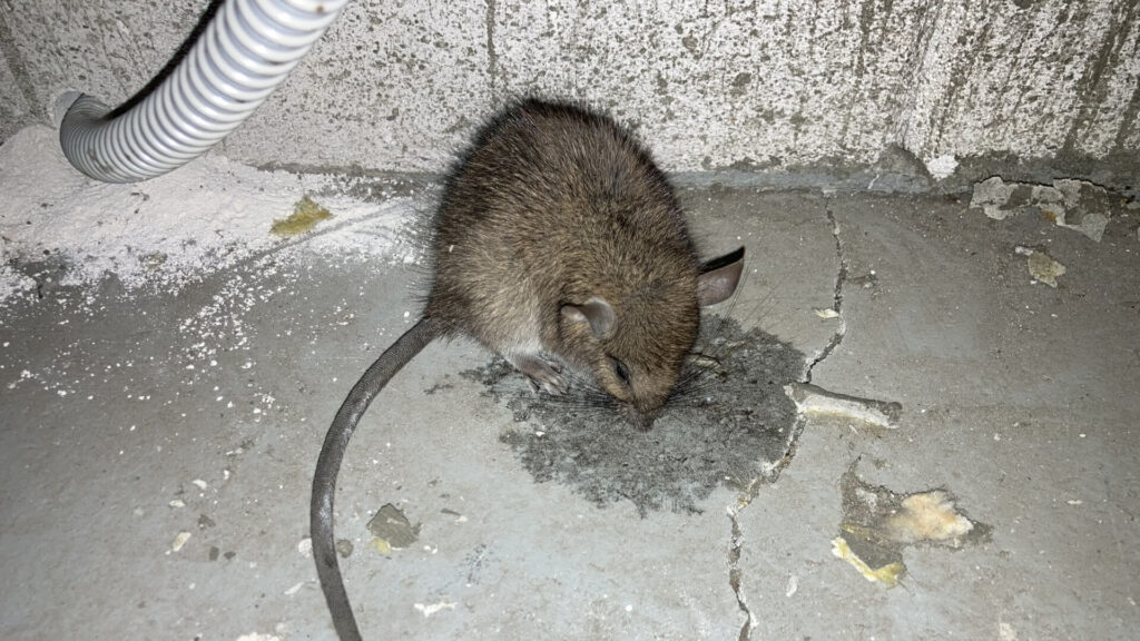 ネズミ駆除の注意点