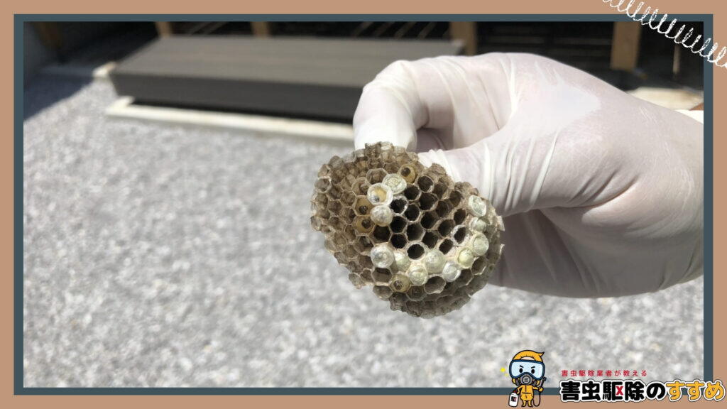 手袋をした手の上に、六角形の部屋が並んだ小さな蜂の巣
