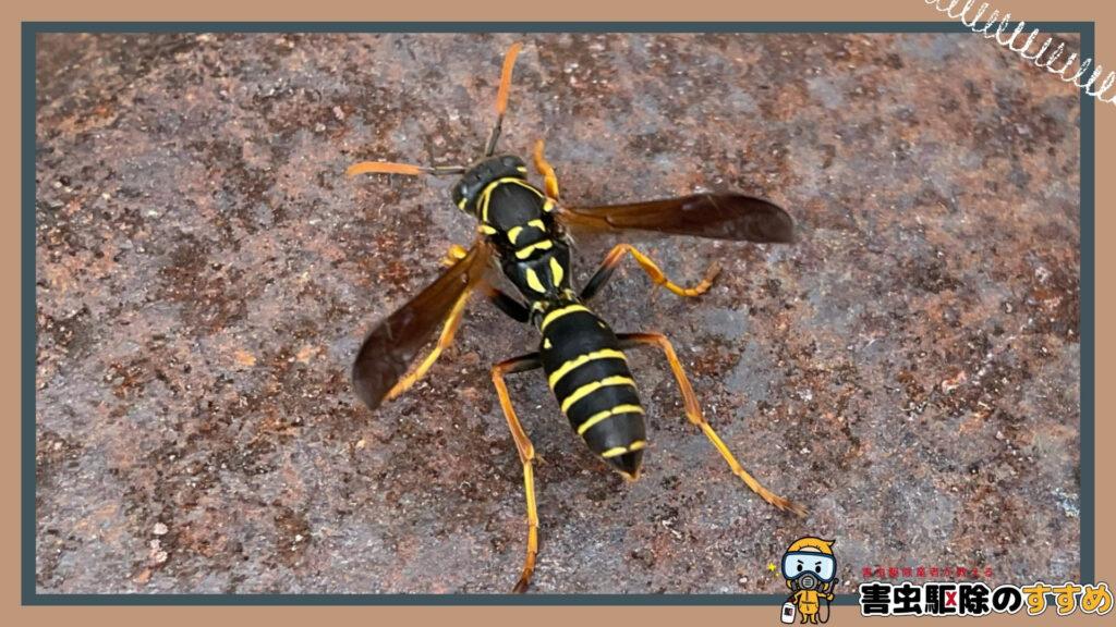 細長い体に黄色の帯があり、脚の黄色いアシナガバチ