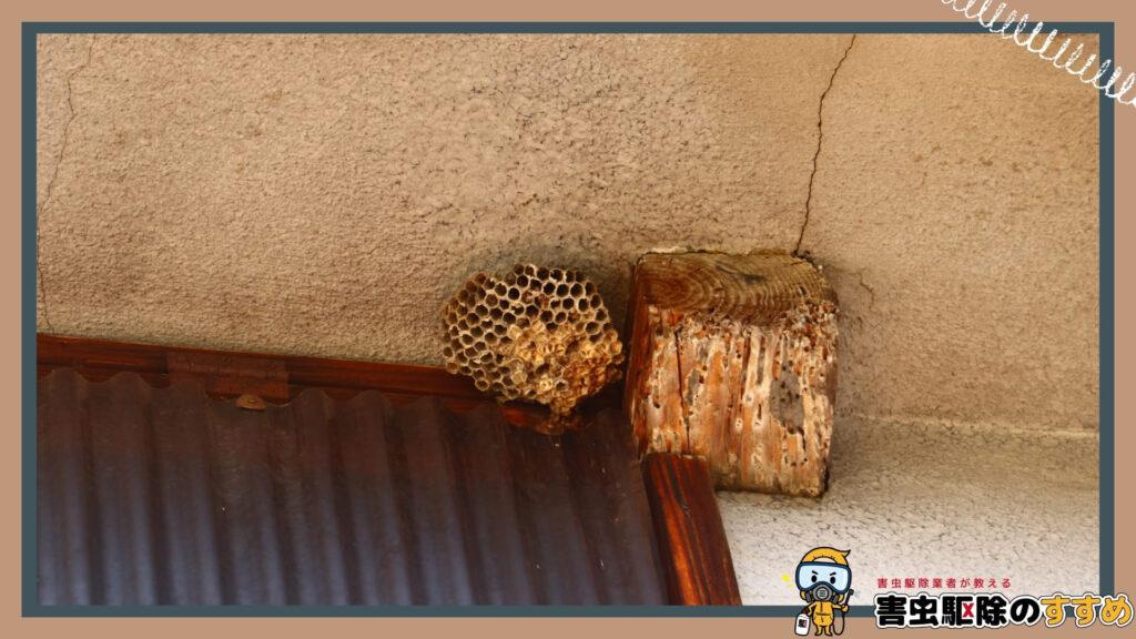 軒下の壁の角にできた、六角形の穴が下から見えるアシナガバチの小さな巣