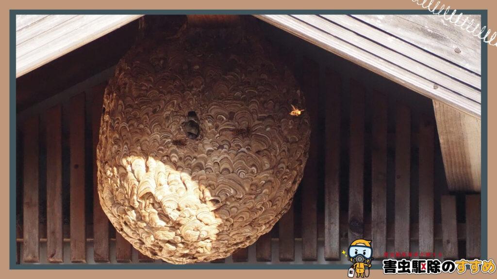 屋根の下の木の板に張り付いた、直径50cm以上あるボール状のスズメバチの巣