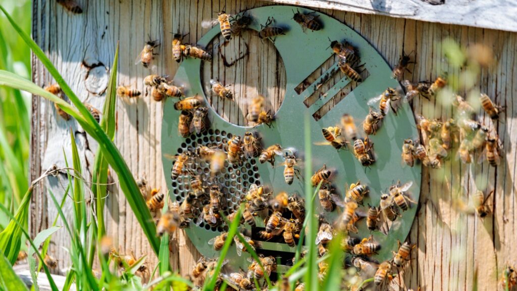 ミツバチを駆除する方法