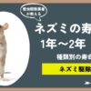 ネズミの寿命は約1年〜2年！種類別の寿命と、放っておいてはいけない理由