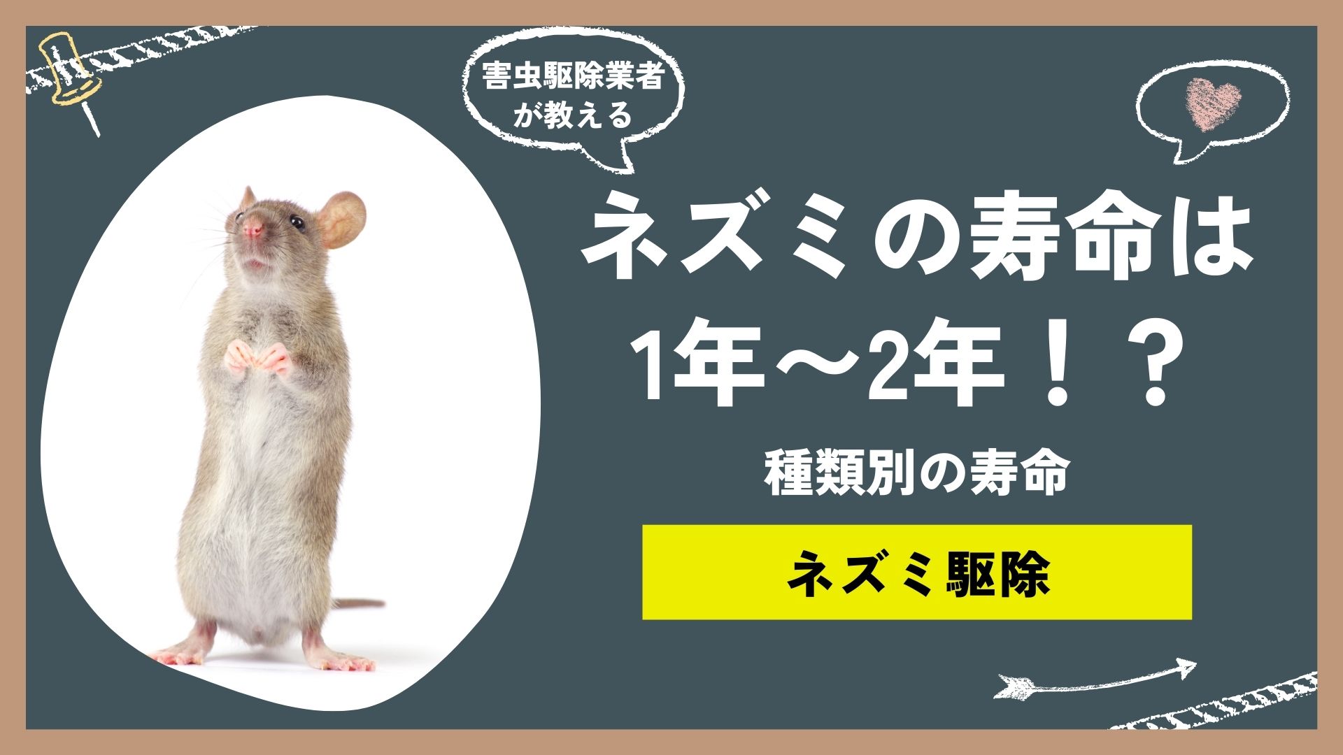 ネズミの寿命は約1年〜2年！種類別の寿命と、放っておいてはいけない理由