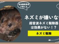 ネズミの嫌いな音は超音波！？超音波ネズミ駆除器の効果についてプロが解説