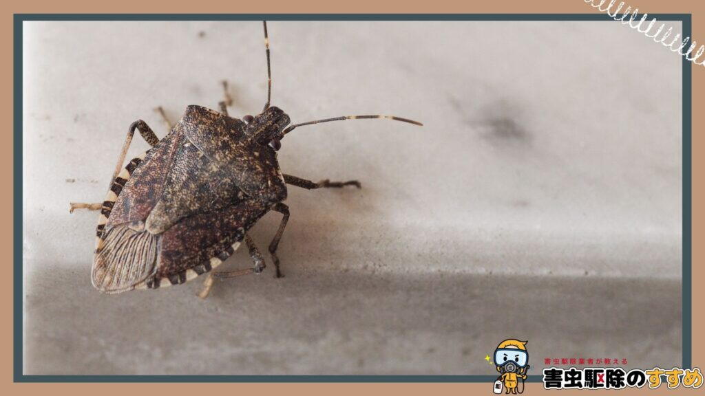 家の白い外壁に止まっている茶色いカメムシ