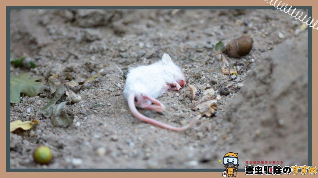 ネズミの死骸の腐乱臭