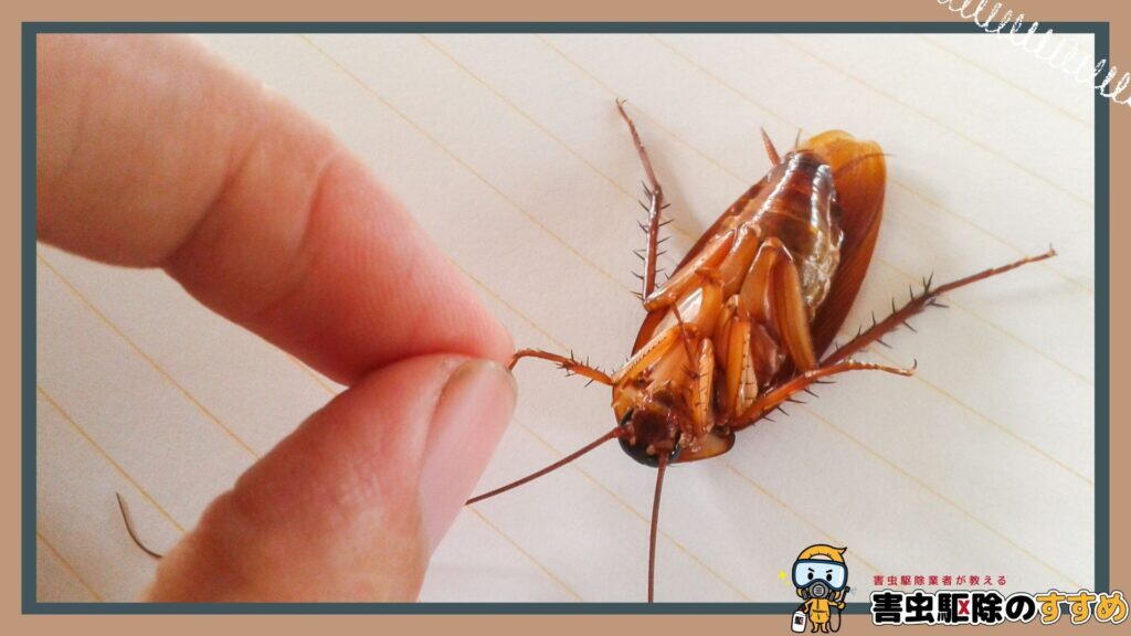 ゴキブリ駆除後にすべきこと
