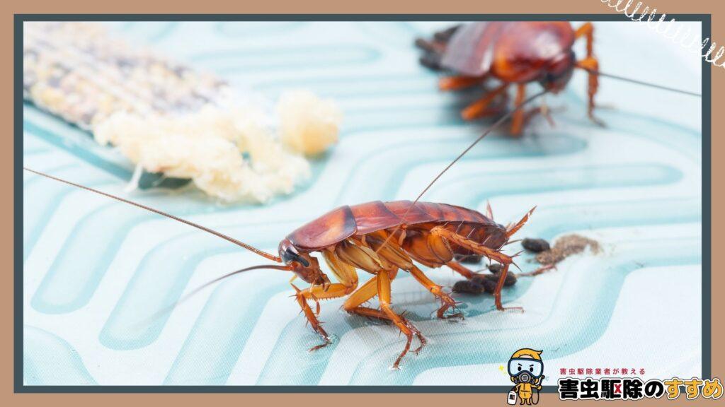 種類別に見るゴキブリの繁殖特性