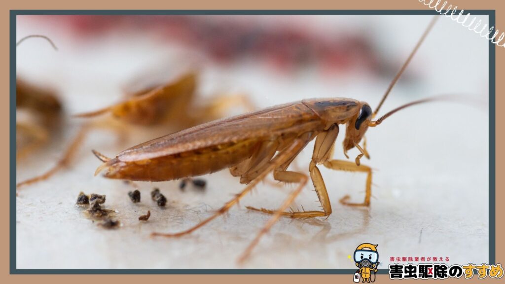 ゴキブリ駆除に関する最新情報と研究動向