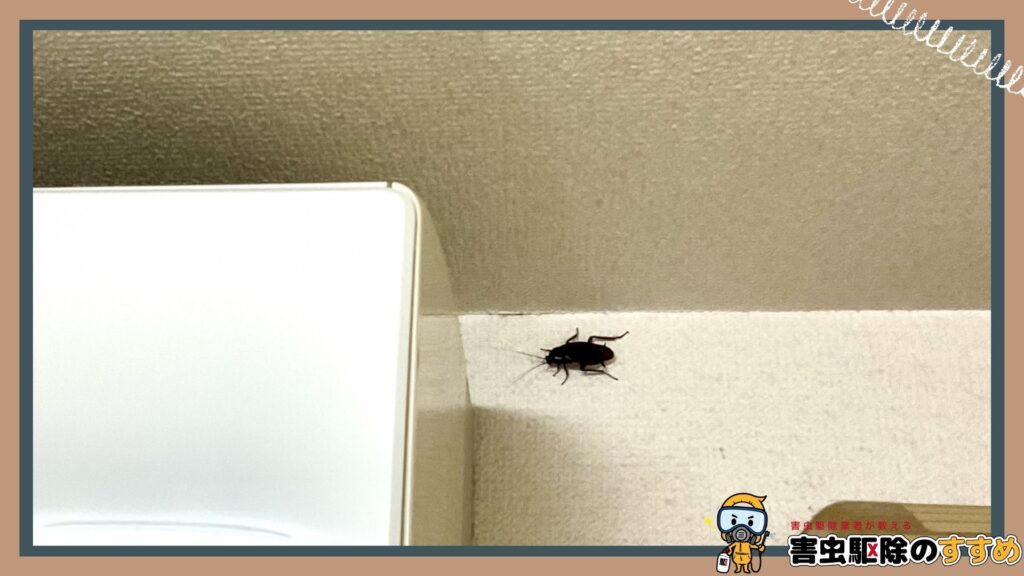 放置するとどうなる？ゴキブリが家に与える悪影響