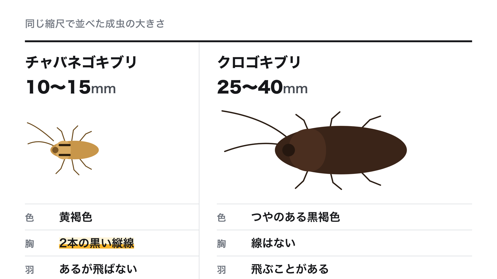 チャバネゴキブリとクロゴキブリを同じ縮尺で並べた図。チャバネゴキブリは10〜15mmで黄褐色、胸に2本の黒い縦線があり、羽はあるが飛ばない。クロゴキブリは25〜40mmでつやのある黒褐色、胸に線はなく、飛ぶことがある