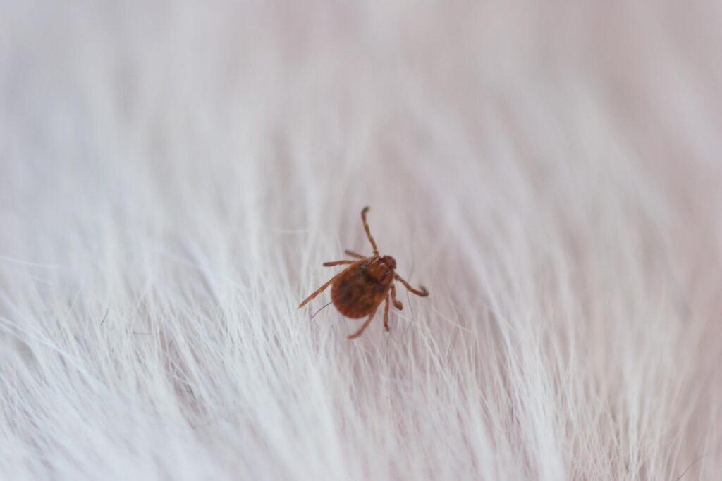 白い毛の上にいる赤茶色のマダニ。マダニは血を吸う前でも3〜8mmあり、肉眼で見える