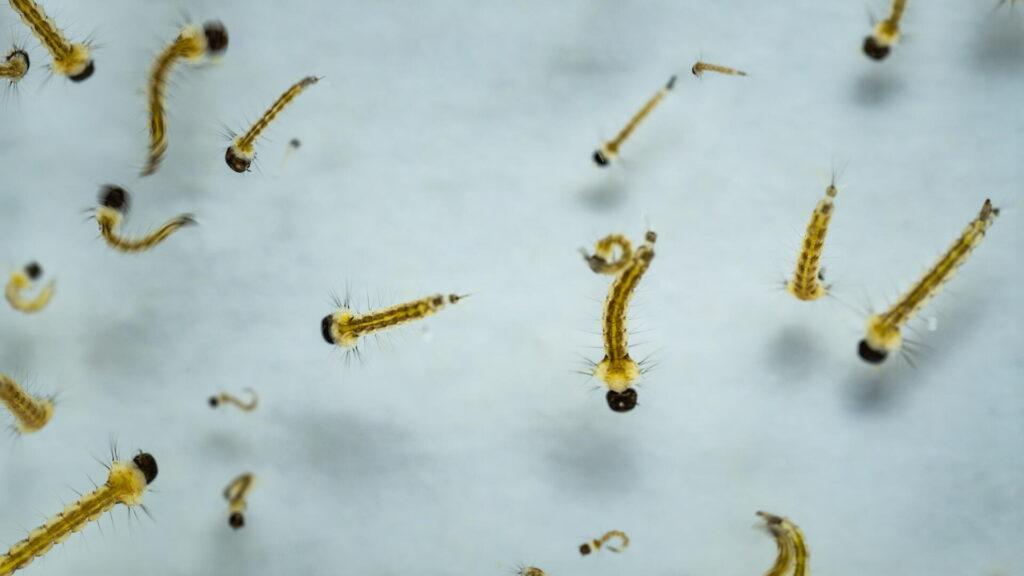 白い容器の水の中を泳ぐボウフラ。頭が大きく、体をくねらせている