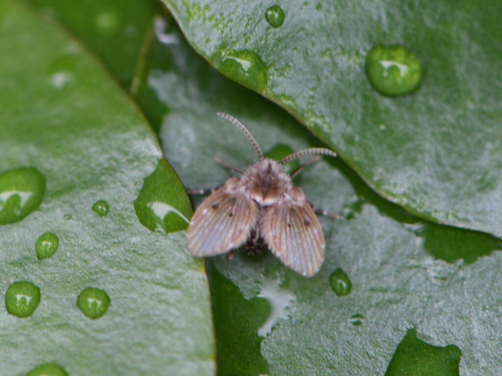 水滴の付いた葉に止まる、羽に細かい毛が生えた灰色のチョウバエ
