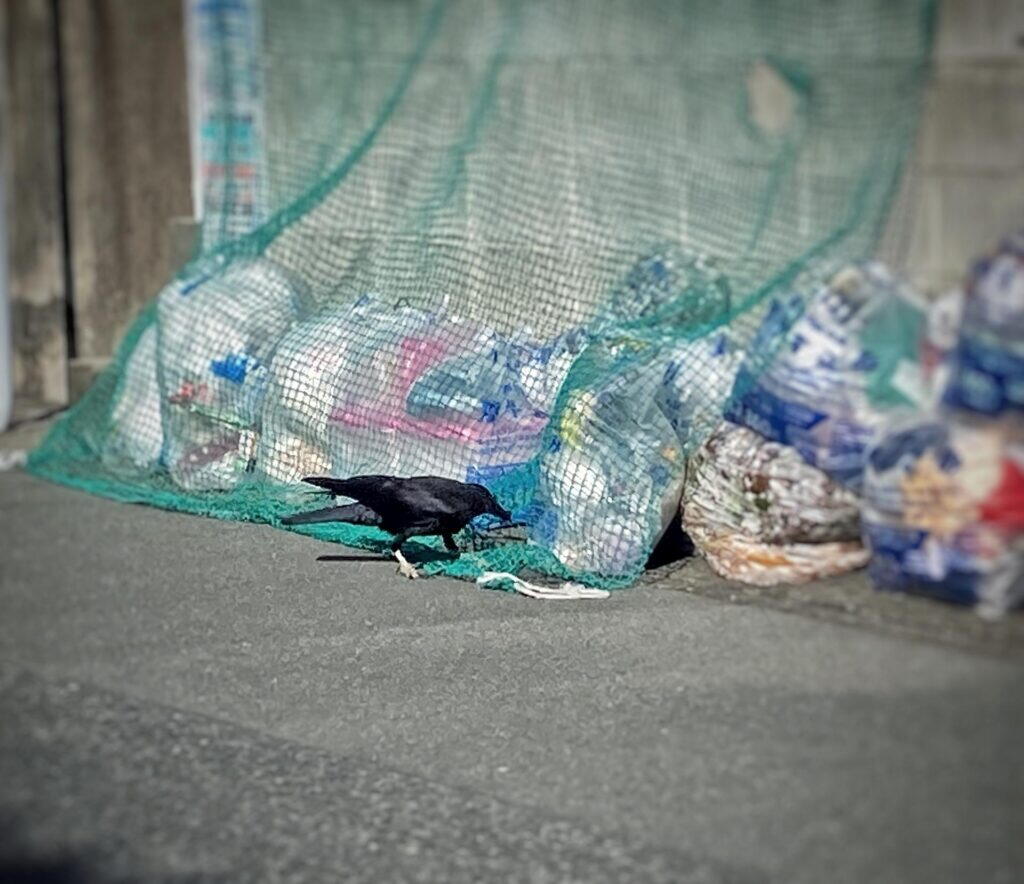 集積所のごみネットの裾で、ごみ袋をつつくカラス。右側の袋はネットからはみ出している