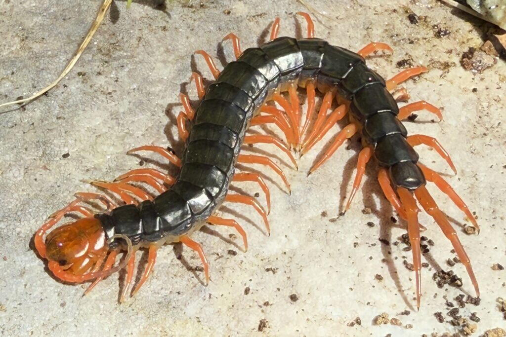 オレンジ色の頭と脚、黒っぽい胴体をした大型のムカデ。体をS字に曲げて地面を這っている