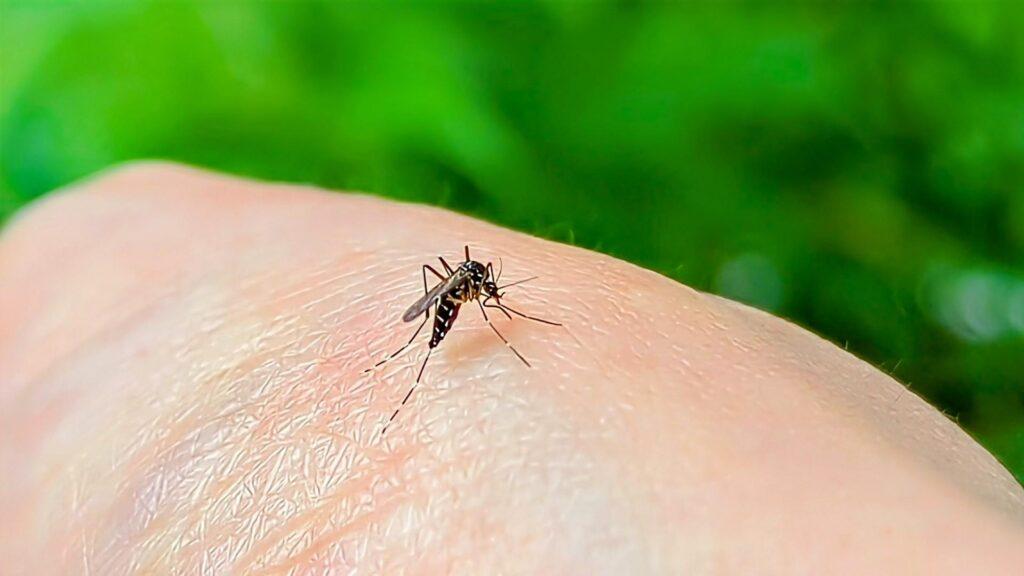 庭の緑を背に、人の手の甲に止まったヒトスジシマカ