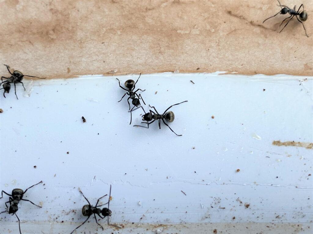 白い窓枠の上を歩く、黒い大きめのアリ数匹