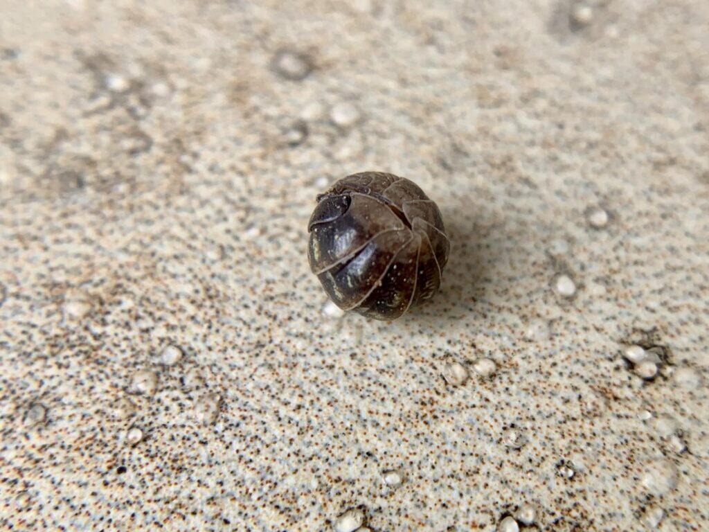 触られて体を丸め、球のようになったダンゴムシ