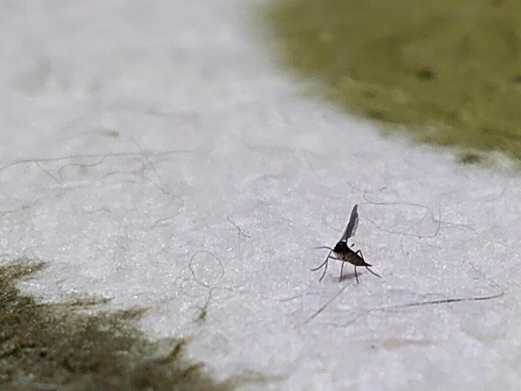 紙の上に止まる、蚊に似た黒い小さなコバエ