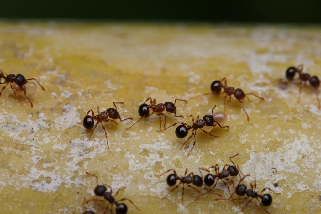 赤茶色の体で腹部が黒っぽいアリの群れ