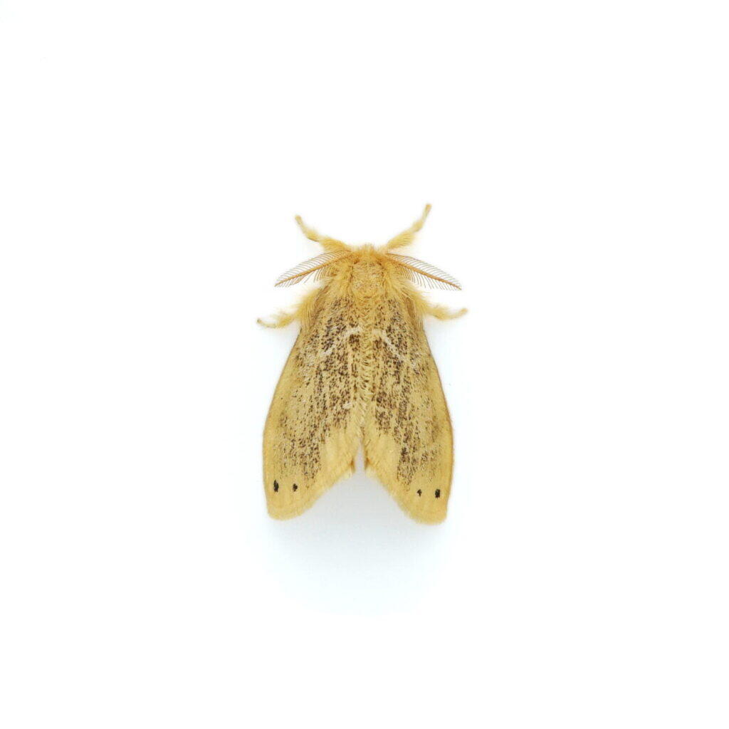 白い背景に置かれた、黄色い羽に小さな黒い点が2つあるガの成虫