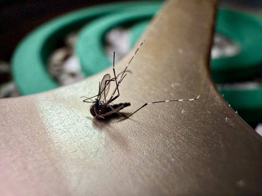 蚊取り線香のそばで、ひっくり返って落ちた蚊