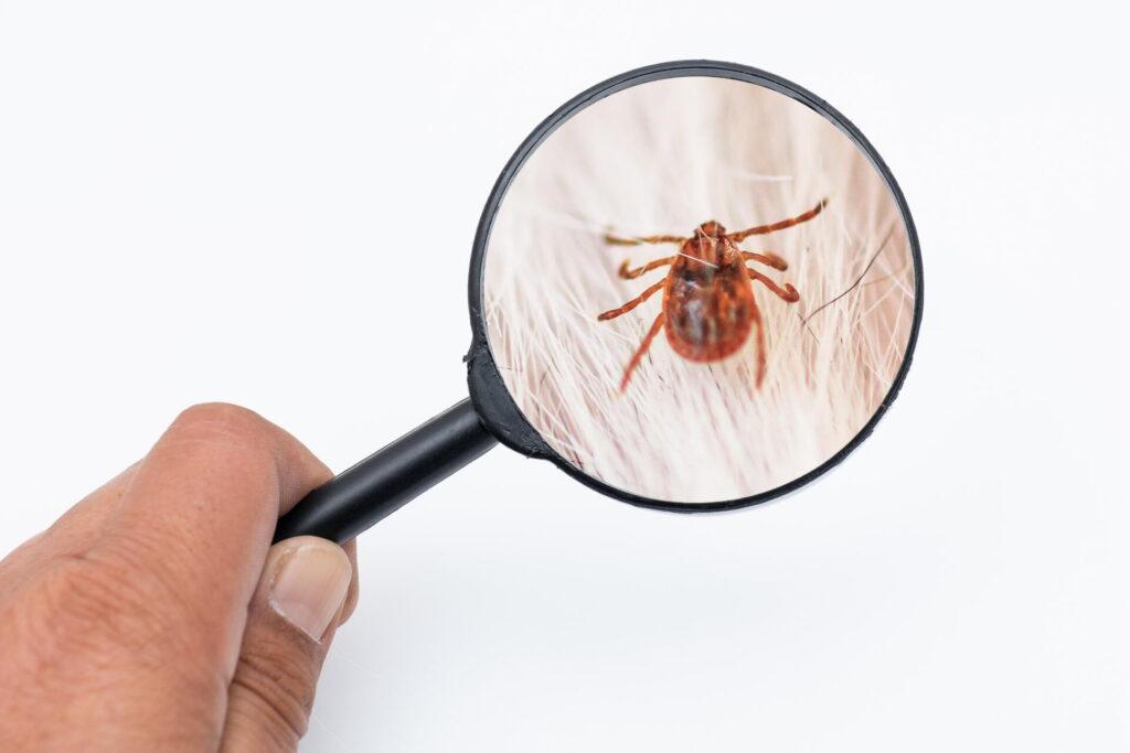 虫眼鏡で白い布の上のマダニを見ているところ。マダニは吸血前でも3〜8mmあり、家の中のダニと違って肉眼で見える