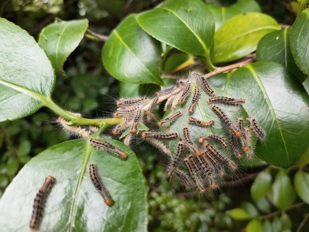 ツバキの葉の上に集まる、黒と黄色のしま模様のチャドクガの幼虫の群れ