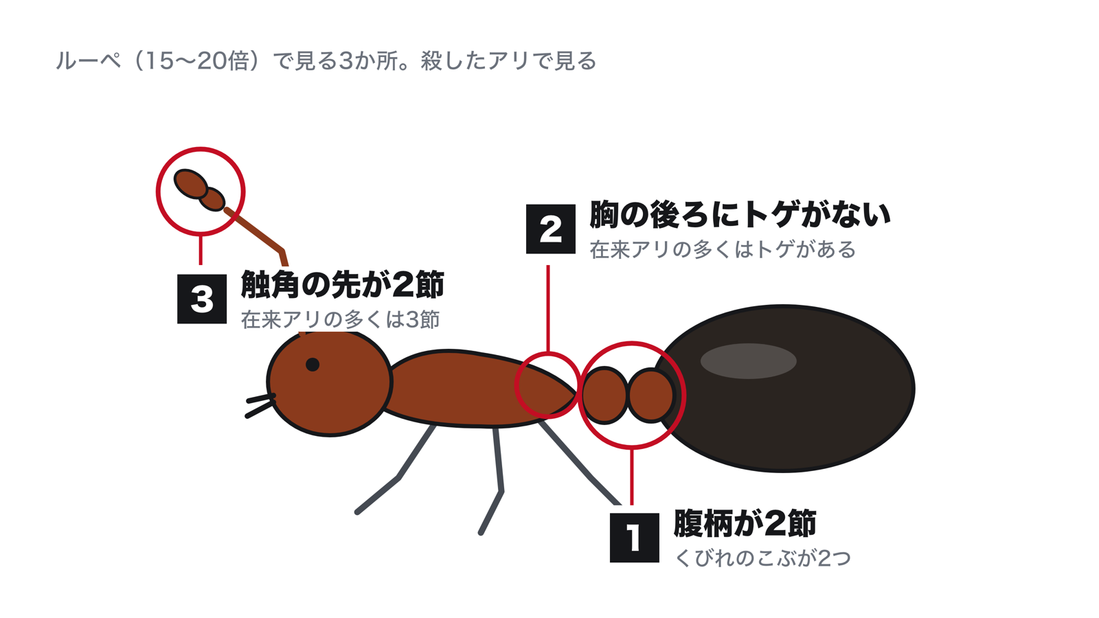 ヒアリをルーペで見るときの3か所。腹柄が2節ある、胸の後ろにトゲがない、触角の先のふくらみが2節