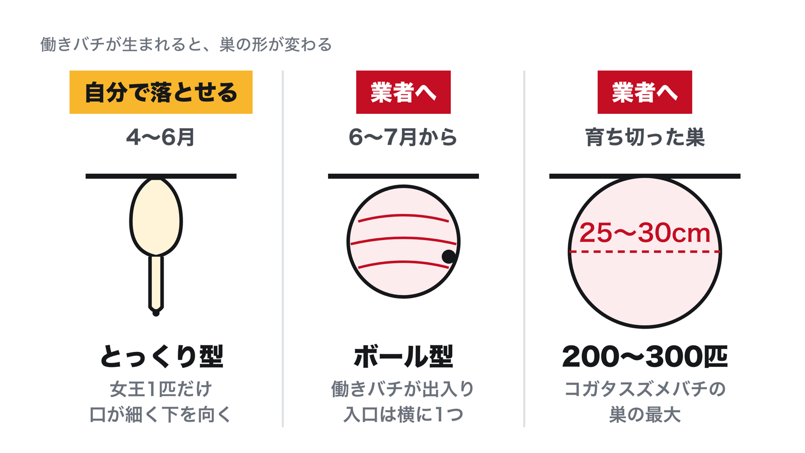 スズメバチの巣の形の変わり方。4〜6月は女王1匹で作る口の細いとっくり型で自分で落とせる。6〜7月に働きバチが生まれるとボール型になり業者へ。コガタスズメバチの巣は最大で直径25〜30cm・200〜300匹になる