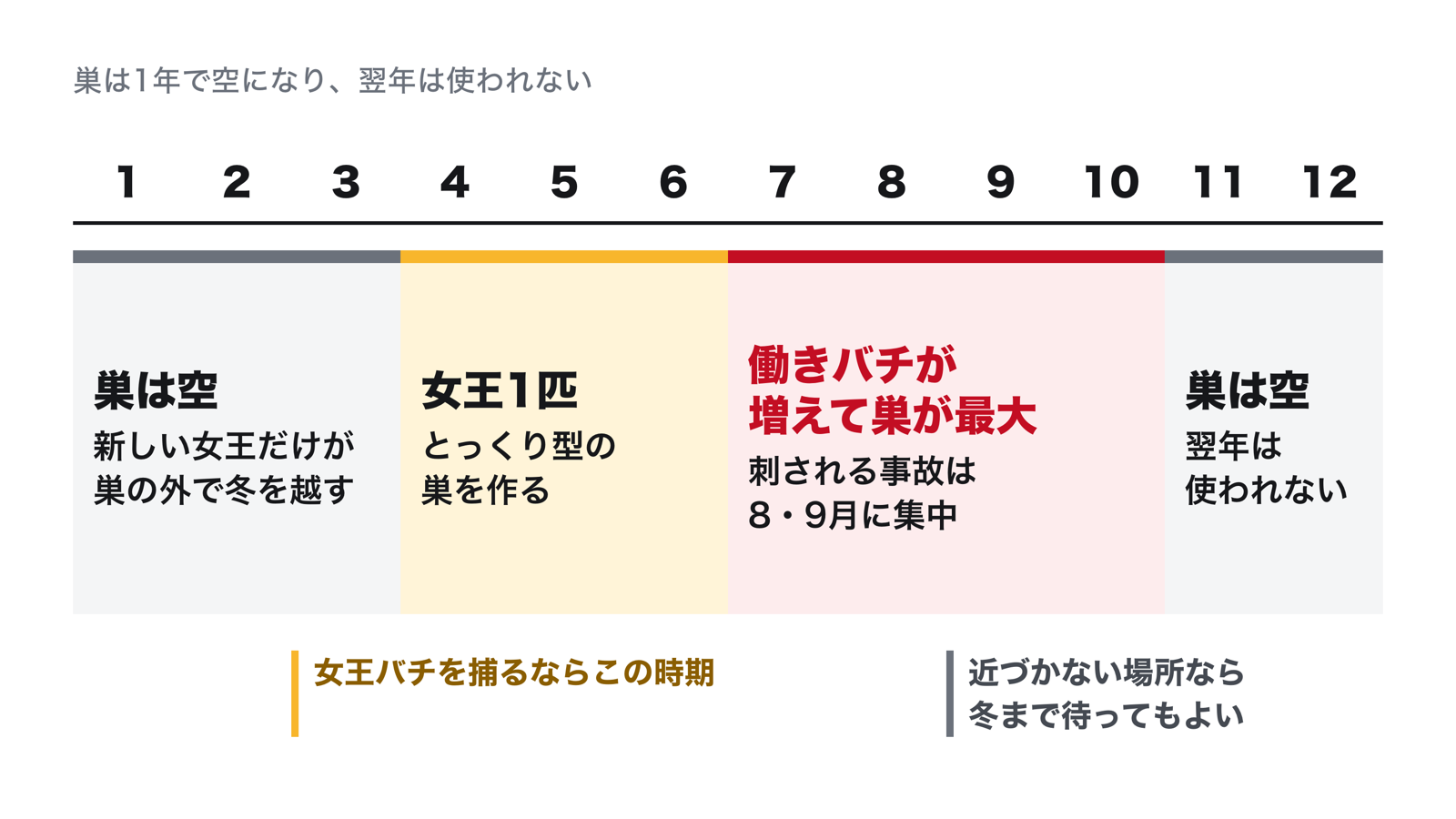 スズメバチの巣の1年。4〜6月は女王1匹で巣作り、7〜10月は働きバチが増えて巣が最大、11〜3月は巣が空になり新しい女王だけが巣の外で冬を越す