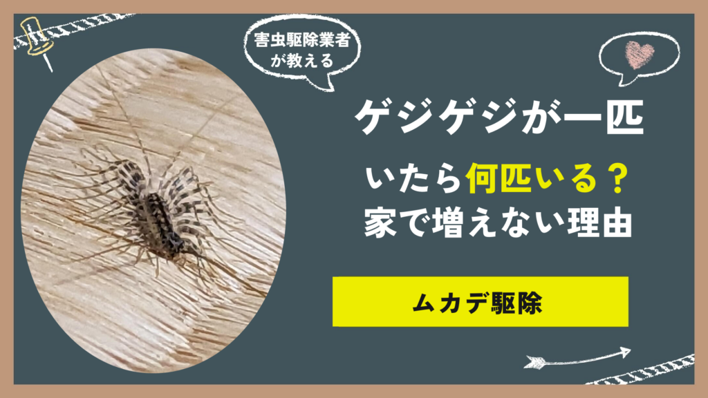 ゲジゲジが一匹いたら何匹いる？家で増えない理由