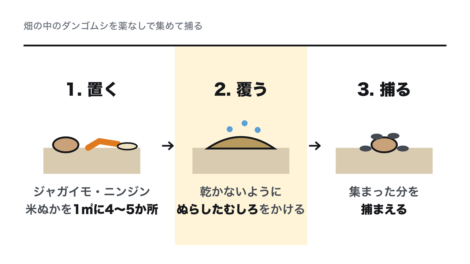 畑の中のダンゴムシを集めて捕る方法。ジャガイモ、ニンジン、米ぬかのどれかを1平方メートルに4〜5か所置き、ぬらしたむしろで覆って湿らせておく。集まったダンゴムシを捕まえる