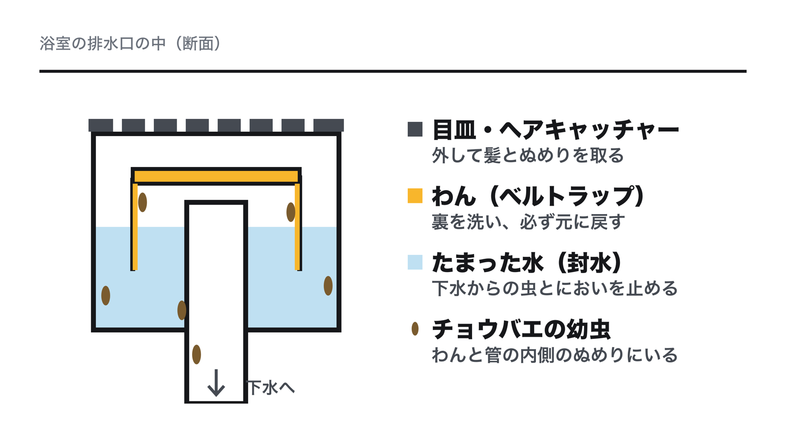 排水口の断面。目皿とヘアキャッチャーの下に、お椀をふせた形のわん（ベルトラップ）があり、その下にたまった水（封水）が下水からの虫とにおいを止める。チョウバエの幼虫はわんのまわりや排水管の内側のぬめりにいる